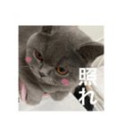 ねこのこはくちゃん②（個別スタンプ：14）