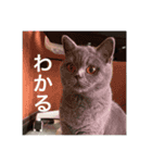 ねこのこはくちゃん②（個別スタンプ：15）