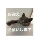 ねこのこはくちゃん②（個別スタンプ：16）