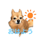 我が家の愛犬クッキースタンプ（個別スタンプ：1）