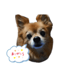 我が家の愛犬クッキースタンプ（個別スタンプ：2）