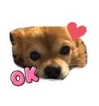 我が家の愛犬クッキースタンプ（個別スタンプ：3）
