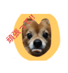 我が家の愛犬クッキースタンプ（個別スタンプ：4）