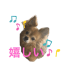 我が家の愛犬クッキースタンプ（個別スタンプ：5）
