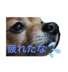 我が家の愛犬クッキースタンプ（個別スタンプ：6）