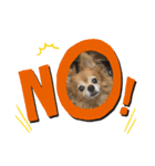 我が家の愛犬クッキースタンプ（個別スタンプ：7）