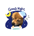 我が家の愛犬クッキースタンプ（個別スタンプ：8）