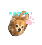 我が家の愛犬クッキースタンプ（個別スタンプ：11）