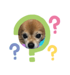 我が家の愛犬クッキースタンプ（個別スタンプ：12）