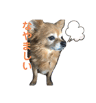 我が家の愛犬クッキースタンプ（個別スタンプ：13）