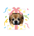 我が家の愛犬クッキースタンプ（個別スタンプ：14）