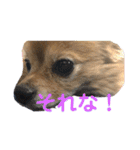 我が家の愛犬クッキースタンプ（個別スタンプ：15）