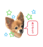 我が家の愛犬クッキースタンプ（個別スタンプ：16）