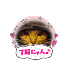 まろちゃん ☆（個別スタンプ：10）