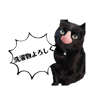にゃんふく（個別スタンプ：4）