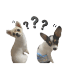 鈴木家の小次郎くんと胡桃くん（個別スタンプ：8）