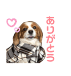 キャバリアのむぎとつき（個別スタンプ：1）