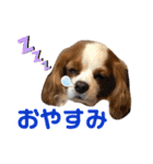 キャバリアのむぎとつき（個別スタンプ：4）