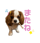 キャバリアのむぎとつき（個別スタンプ：5）
