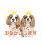 キャバリアのむぎとつき（個別スタンプ：6）