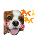 キャバリアのむぎとつき（個別スタンプ：7）