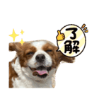 キャバリアのむぎとつき（個別スタンプ：8）