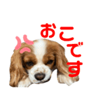 キャバリアのむぎとつき（個別スタンプ：11）