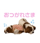 キャバリアのむぎとつき（個別スタンプ：13）