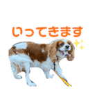 キャバリアのむぎとつき（個別スタンプ：15）