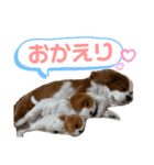 キャバリアのむぎとつき（個別スタンプ：16）