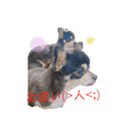 TJXTJK（個別スタンプ：12）