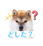 柴犬物語（個別スタンプ：1）