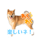 柴犬物語（個別スタンプ：2）