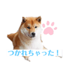 柴犬物語（個別スタンプ：3）
