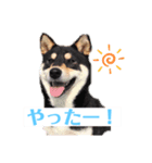 柴犬物語（個別スタンプ：4）