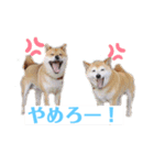 柴犬物語（個別スタンプ：5）