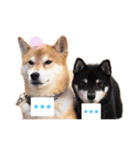 柴犬物語（個別スタンプ：6）