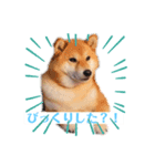 柴犬物語（個別スタンプ：7）