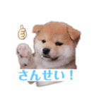 柴犬物語（個別スタンプ：8）