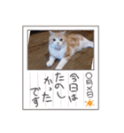 DICEのかわいい猫たち①（個別スタンプ：3）