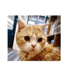 DICEのかわいい猫たち①（個別スタンプ：4）