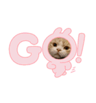 DICEのかわいい猫たち①（個別スタンプ：5）
