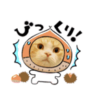 DICEのかわいい猫たち①（個別スタンプ：6）