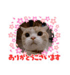 DICEのかわいい猫たち①（個別スタンプ：7）