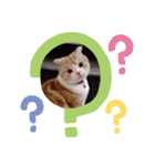 DICEのかわいい猫たち①（個別スタンプ：11）