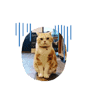 DICEのかわいい猫たち①（個別スタンプ：12）