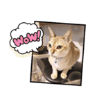 DICEのかわいい猫たち①（個別スタンプ：14）