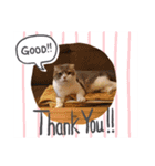 DICEのかわいい猫たち①（個別スタンプ：15）