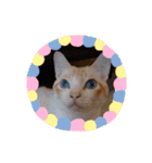 DICEのかわいい猫たち①（個別スタンプ：16）