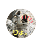 カナヘビといっしょ2（個別スタンプ：2）